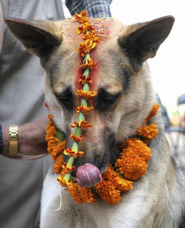A dog licks its garland after being worshipped in the dog training section of Nepal Police Academy in Kathmandu 20 October 2006. Kukur Tihar, the festival of dogs, is celebrated in every household to mark the second day of Tihar or Yamapanchak.