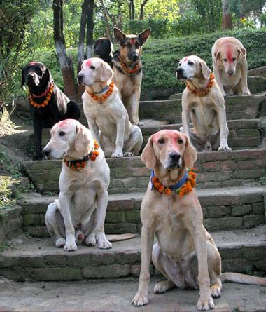 Dogs sit on command for a group photo after being worshipped in the dog training section of Nepal Police Academy in Kathmandu, 20 October 2006. Kukur Tihar, the festival of dogs, is celebrated in every household to mark the second day of Tihar or Yamapanchak. 