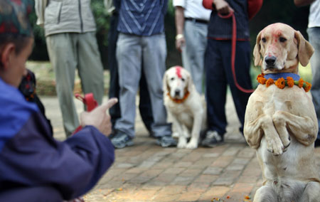 A dog sits up at the command of its officer in the dog training section of the Nepal Police Academy in Kathmandu 20 October 2006. Kukur Tihar, the festival of dogs, is celebrated in every household to mark the second day of Tihar or Yamapanchak.
