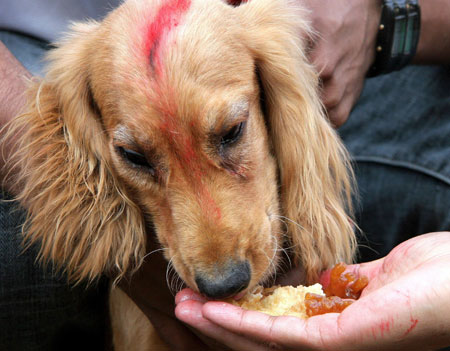 A puppy with tikka on its head is fed by a police officer (not seen) after being worshipped in the dog training section of Nepal Police Academy in Kathmandu 20 October 2006. Kukur Tihar, the festival of dogs, is celebrated in every household to mark the second day of Tihar or Yamapanchak.