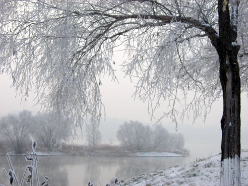 Trees are covered with glassy hoar frost, known as Wusong rime, beside the Songhua River in Jilin city, northeast China's Jilin Province, November 28, 2006. As a unique natural phenomenon in Jilin in the winter, Wusong emerges on trees when the steaming vapor from the Songhua River hits the freezing air which could be about minus thirty degrees centigrade.