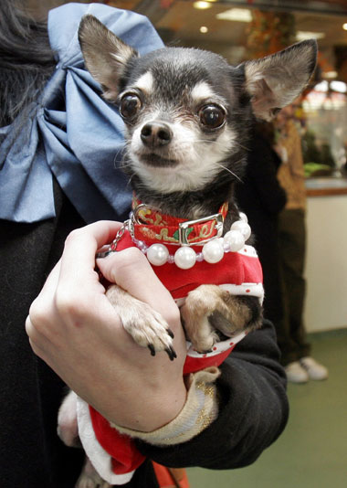 A chihuahua shows off its costume during the annual chihuahua Christmas party at the Happy Paws pet resort in New York, December 9, 2006. Over sixty chihuahuas attended the party with performances from a seven piece Mariachi band, numerous canine Christmas treats and Santa Claus. Picture taken December 9, 2006.
