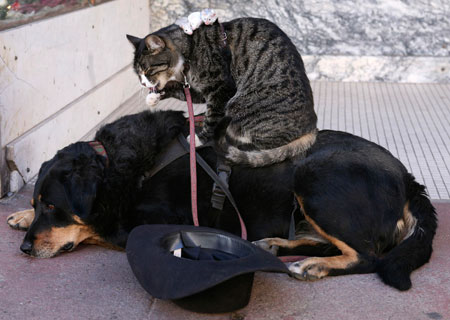 Greg Pike's dog Booger, cat Kitty and white mice all named Mousie, take a break outside a restaurant in Bisbee, Arizona, December 24, 2006.