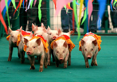 A group of piglets, dressed in numbered vests, compete in a running contest during an animal sports meet at a zoo in Jinan, east China's Shandong Province, February 6, 2007. The sports event was launched to bring happiness to the children during the Spring Festival, which falls on February 18 this year. 