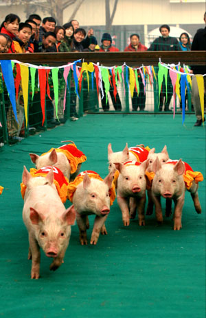 A group of piglets, dressed in numbered vests, compete in a running contest during an animal sports meet at a zoo in Jinan, east China's Shandong Province, February 6, 2007. The sports event was launched to bring happiness to the children during the Spring Festival, which falls on February 18 this year. 