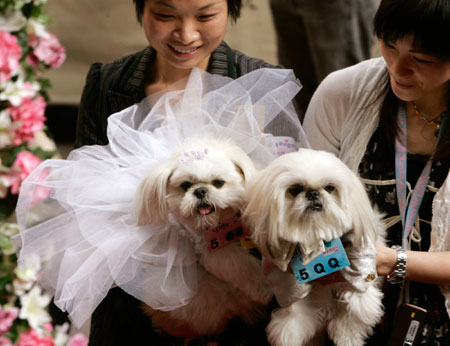 Dogs dressed as a bride (L) and groom (R) take part in a wedding ceremony for pets as part of Valentine's Day celebrations at a shopping mall in Hong Kong February 13, 2007. 