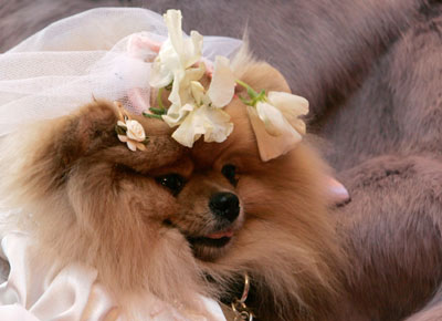 A dog is dressed as a bride as it takes part in a wedding ceremony for pets at a shopping mall in Hong Kong ahead of Valentine's Day February 13, 2007.