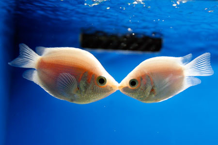 A pair of Kissing Gourami fish kiss at the Shanghai Ocean Aquarium on Valentine's Day in Shanghai February 14, 2007.