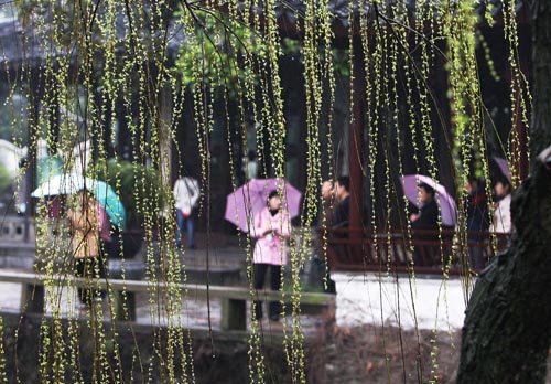Park visitors view burgeoning willow branches at a park in Suzhou, east China's Jiangsu Province March 1.
