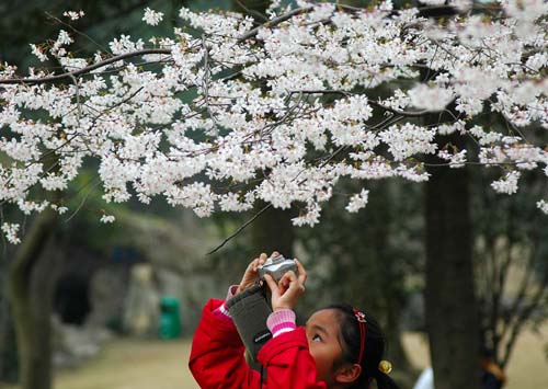 A park visitor takes a photo of cherry flowers in blossom at a park in Hangzhou, east China's Zhejiang Province May 1. 