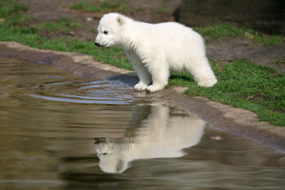 Polar bear cub Knut is reflected in the water during the bear's first presentation in Berlin zoo, March 23, 2007. 