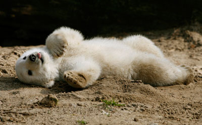 Polar bear cub Knut plays in the sand during its first presentation in Berlin zoo, March 23, 2007.