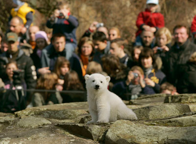 Visitors watch polar bear cub Knut in Berlin zoo, March 24, 2007. 