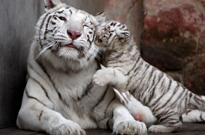 A female tiger plays with its cub at a zoo in Nanjing, East China's Jiangsu Province, April 4, 2007. The tiger called Xinta, 8, gave birth to 27 cubs since 2001.