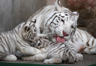 A female tiger plays with its cubs at a zoo in Nanjing, East China's Jiangsu Province, April 4, 2007. The tiger called Xinta, 8, gave birth to 27 cubs since 2001.