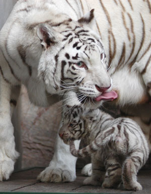 A female tiger plays with its cubs at a zoo in Nanjing, East China's Jiangsu Province, April 4, 2007. The tiger called Xinta, 8, gave birth to 27 cubs since 2001.