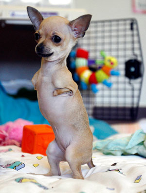 Venus, a Chihuahua missing its front legs, stands in Port Washington, New York, May 21, 2007. Three Chihuahuas, each missing their front legs, have been given a chance at life by the North Shore Animal League America. The organization, the world's largest no-kill rescue and adoption group, is housing them with foster parents until they are adopted, and will also pay for their medical fees. 