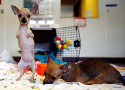 Venus (L), a Chihuahua missing its front legs, stands next to her brother in Port Washington, New York, May 21, 2007. Three Chihuahuas, each missing their front legs, have been given a chance at life by the North Shore Animal League America. The organization, the world's largest no-kill rescue and adoption group, is housing them with foster parents until they are adopted, and will also pay for their medical fees. 
