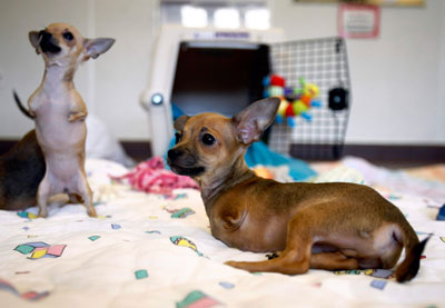Pablo (R), a Chihuahua missing its front legs, lays next to his sister Venus in Port Washington, New York, May 21, 2007. Three Chihuahuas, each missing their front legs, have been given a chance at life by the North Shore Animal League America. The organization, the world's largest no-kill rescue and adoption group, is housing them with foster parents until they are adopted, and will also pay for their medical fees.