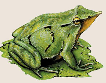 Darwin frog(达尔文蛙)