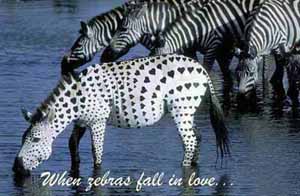 When Zebra fall in love