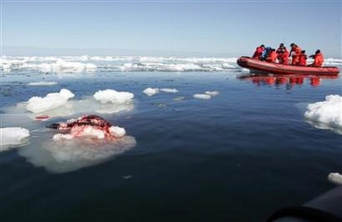 Canadian seal hunt begins amid protests