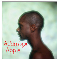 Adam's Apple: 喉结