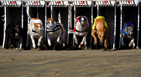 The Greyhound World Championship