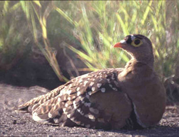 Namaqua sandgrouse(纳马夸沙鸡)