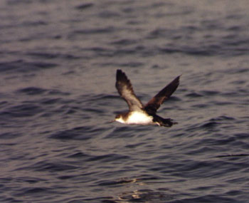 Namaqua sandgrouse(纳马夸沙鸡)