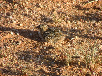 Namaqua sandgrouse(纳马夸沙鸡)