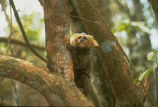 Marmoset（绒猴）