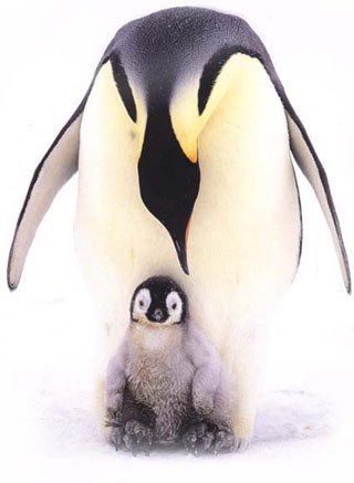 Emperor penguin（皇企鹅）