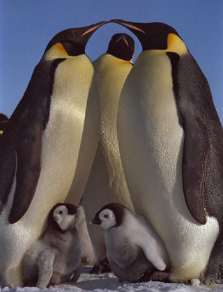 Emperor penguin（皇企鹅）