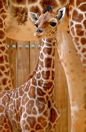 Disneyland welcomes new baby giraffe