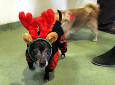A chihuahua shows off its costume during the annual chihuahua Christmas party at the Happy Paws pet resort in New York, December 9, 2006. Over sixty chihuahuas attended the party with performances from a seven piece Mariachi band, numerous canine Christmas treats and Santa Claus. Picture taken December 9, 2006.