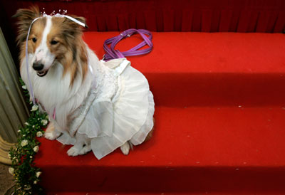 Wedding ceremony for dogs