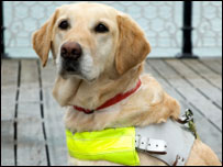 Assistance Dogs 帮家犬