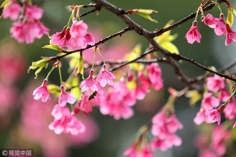 踏青季：春天盛开的9种鲜花 哪一种最美？（组图）