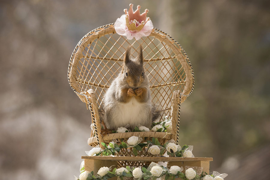 英国王室婚礼在即！看小松鼠演绎“童话婚礼”（组图）