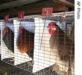 Study shows flies can pass salmonella to chickens