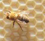 Honey bee losses still a problem in US