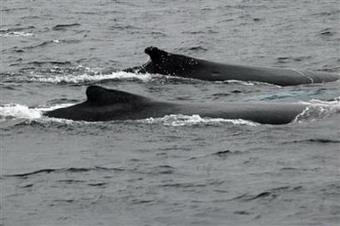 Humpbacks whales spotted along Ecuador´s coast