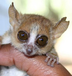 Madagascar《马达加斯加》精讲之三