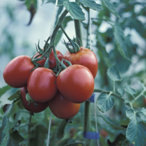 DIY: Growing tomatoes