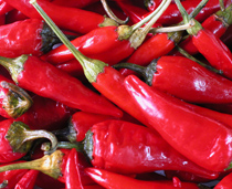 Growing chili peppers: A heated subject