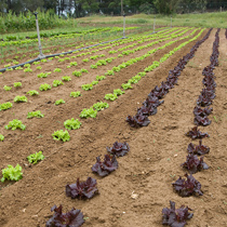Let us plant lettuce