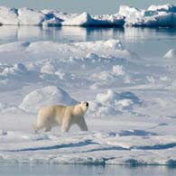 Scientists say arctic ice continues to shrink