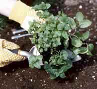 Home gardening: What to do about lead