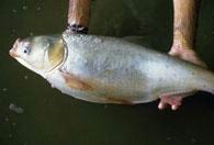 Officials in US look for fixes to carp problems